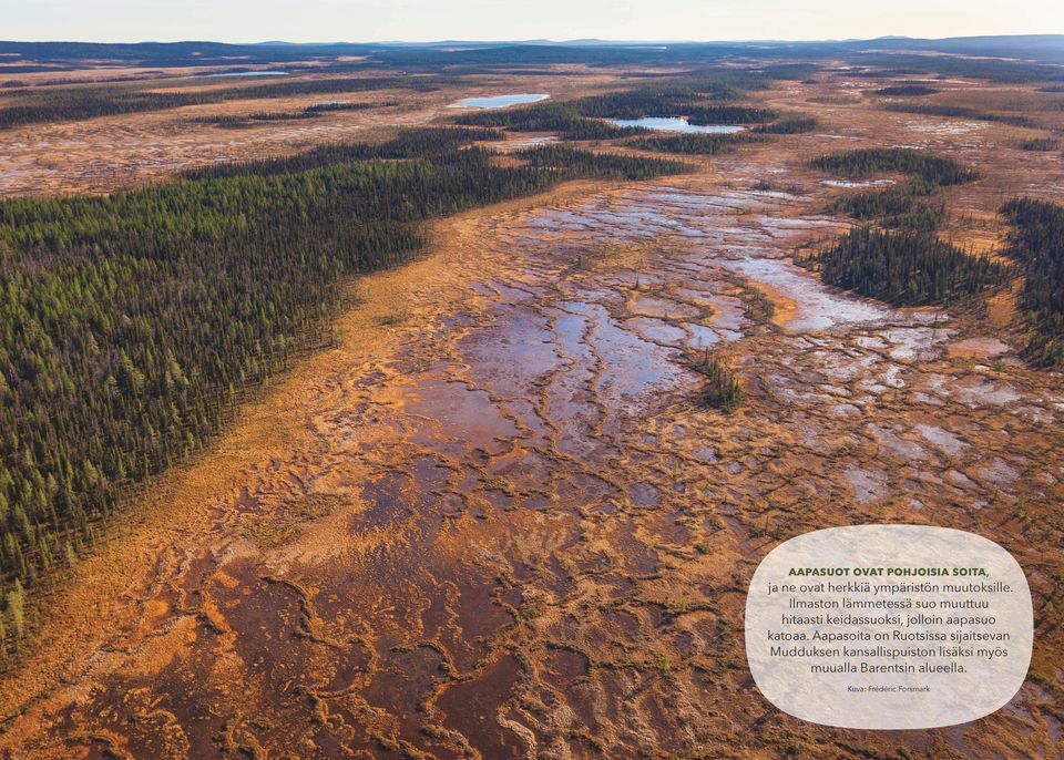 Ilmaston lämmetessä suo muuttuu hitaasti keidassuoksi, jolloin