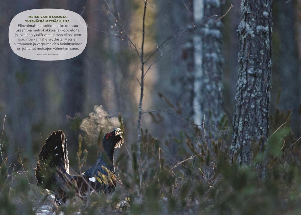 ja jokainen yksilö vaatii oman elinalueen soidinpaikan läheisyydestä.