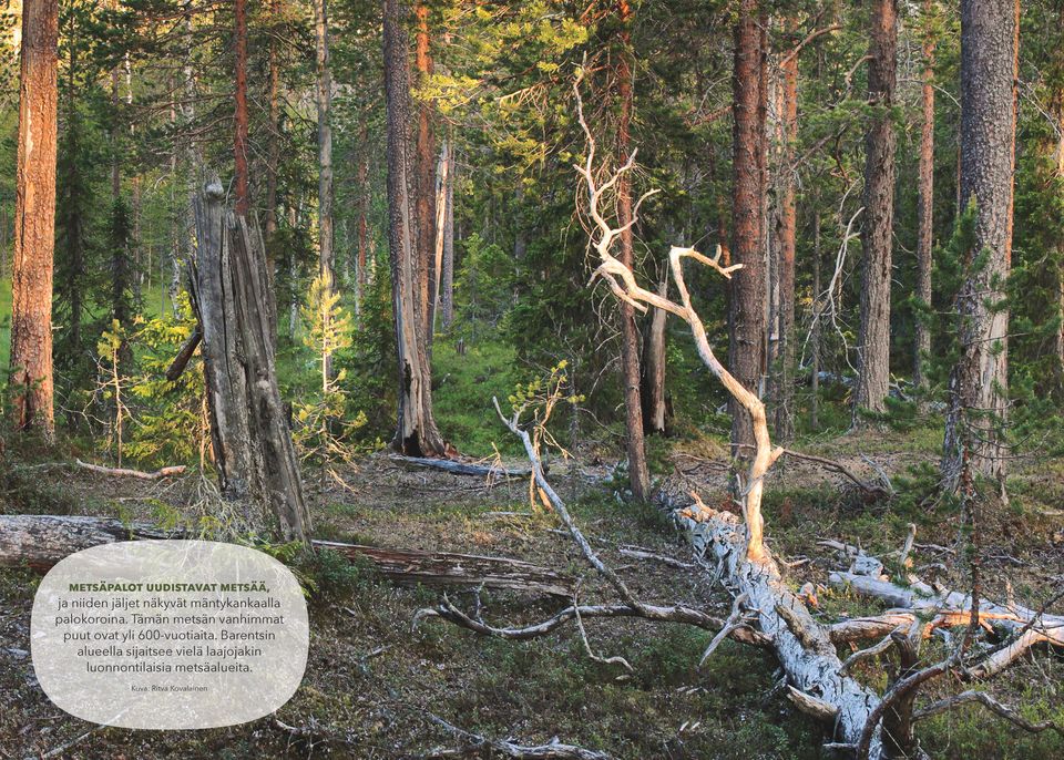 Tämän metsän vanhimmat puut ovat yli 600-vuotiaita.