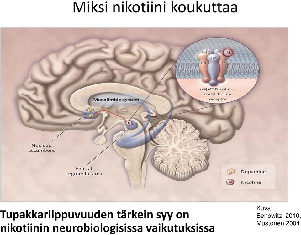 nikotiinin neurobiologisissa