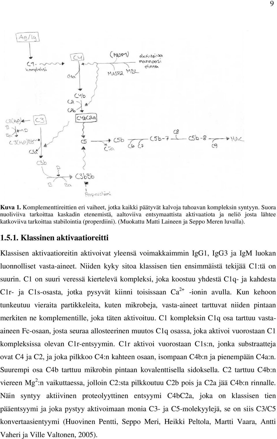 (Muokattu Matti Laineen ja Seppo Meren luvalla). 1.5.1. Klassinen aktivaatioreitti Klassisen aktivaatioreitin aktivoivat yleensä voimakkaimmin IgG1, IgG3 ja IgM luokan luonnolliset vasta-aineet.
