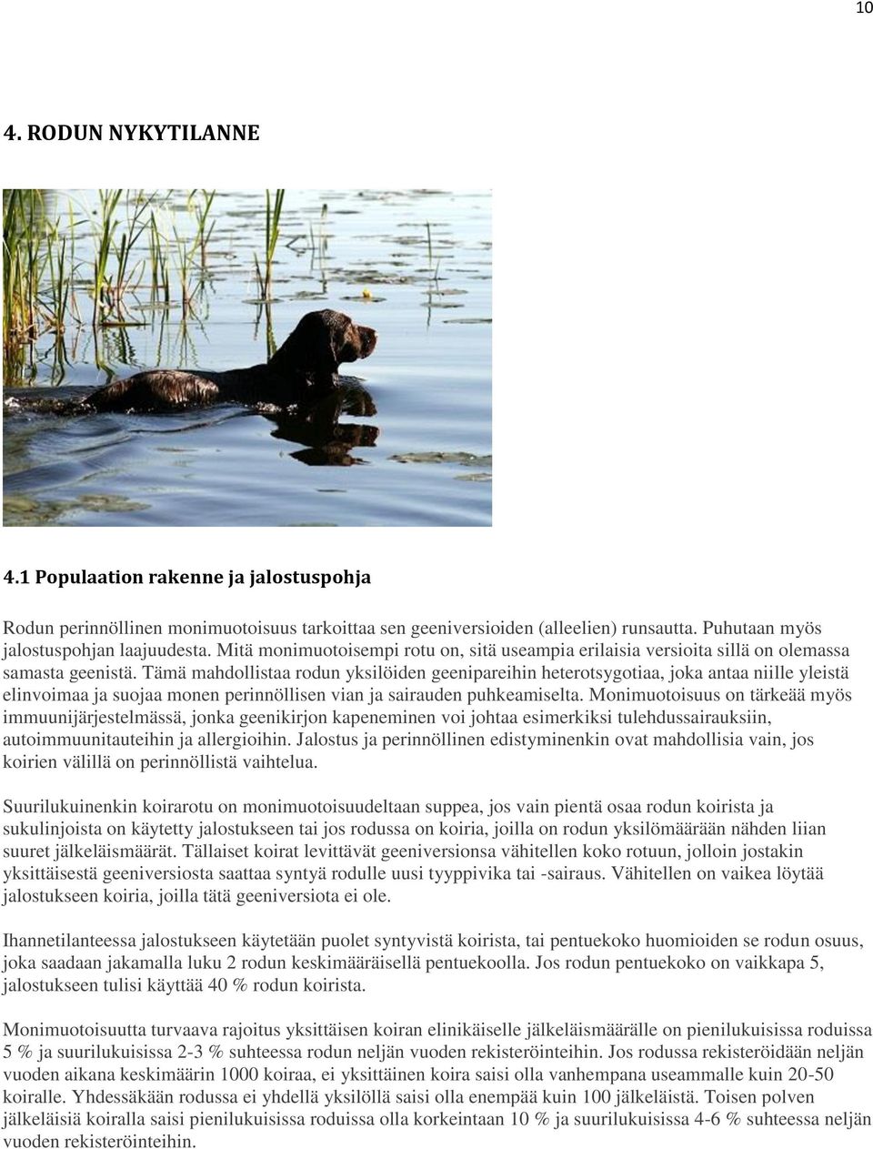 Tämä mahdollistaa rodun yksilöiden geenipareihin heterotsygotiaa, joka antaa niille yleistä elinvoimaa ja suojaa monen perinnöllisen vian ja sairauden puhkeamiselta.
