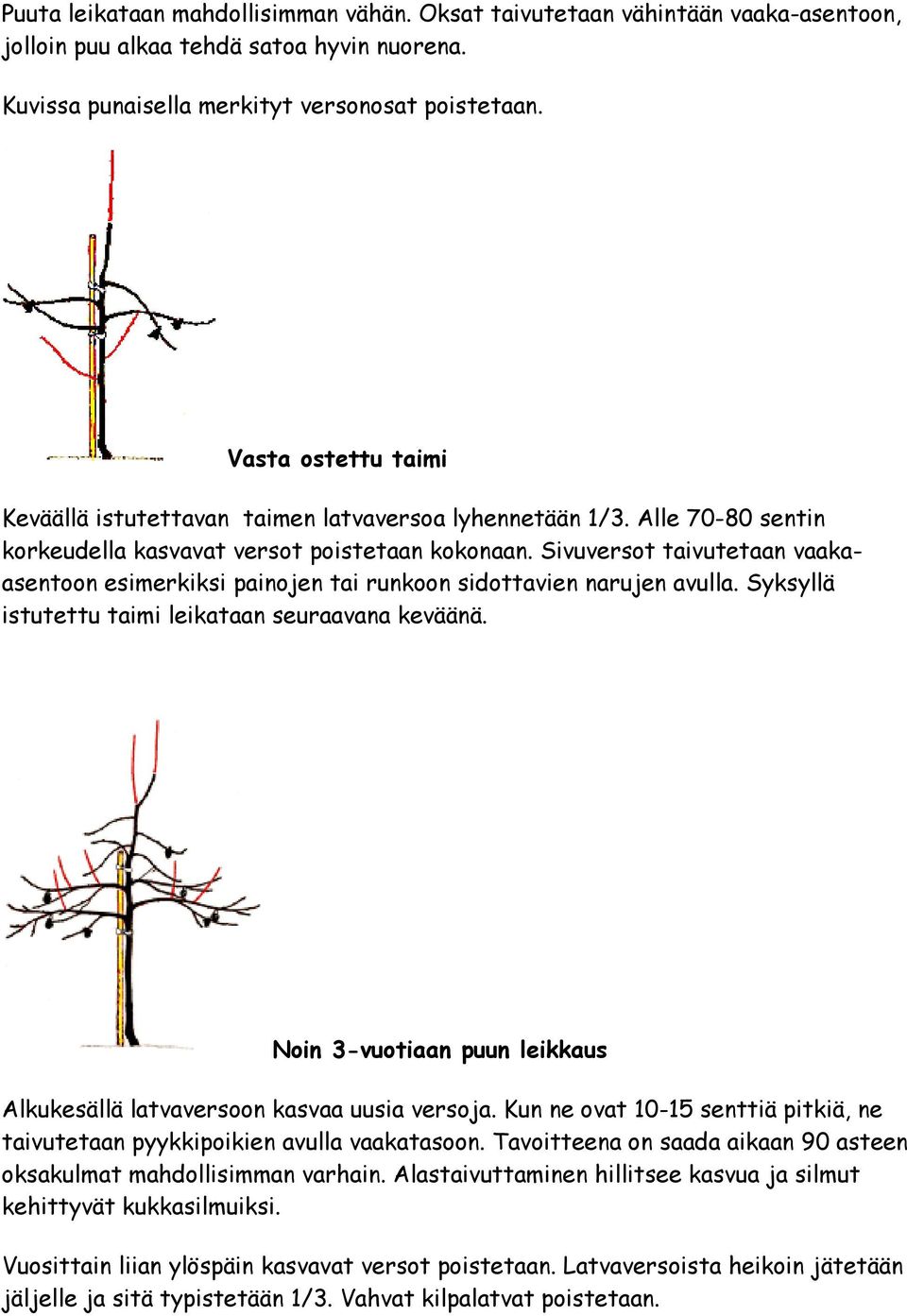 Sivuversot taivutetaan vaakaasentoon esimerkiksi painojen tai runkoon sidottavien narujen avulla. Syksyllä istutettu taimi leikataan seuraavana keväänä.