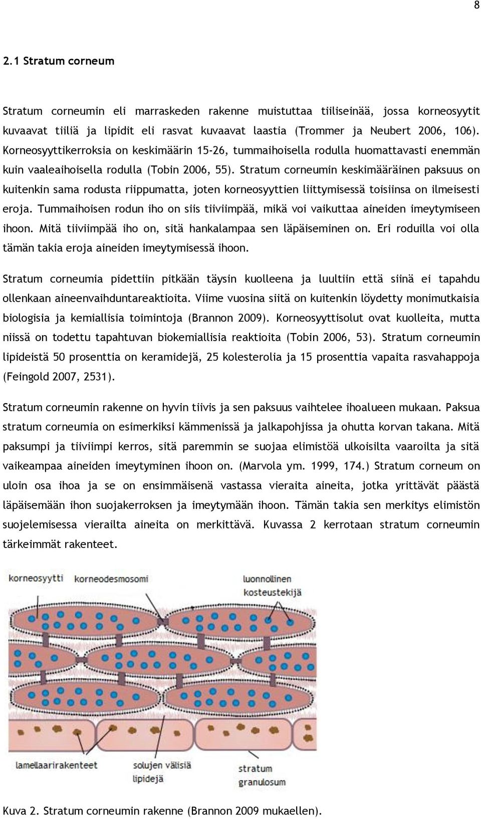 Stratum corneumin keskimääräinen paksuus on kuitenkin sama rodusta riippumatta, joten korneosyyttien liittymisessä toisiinsa on ilmeisesti eroja.