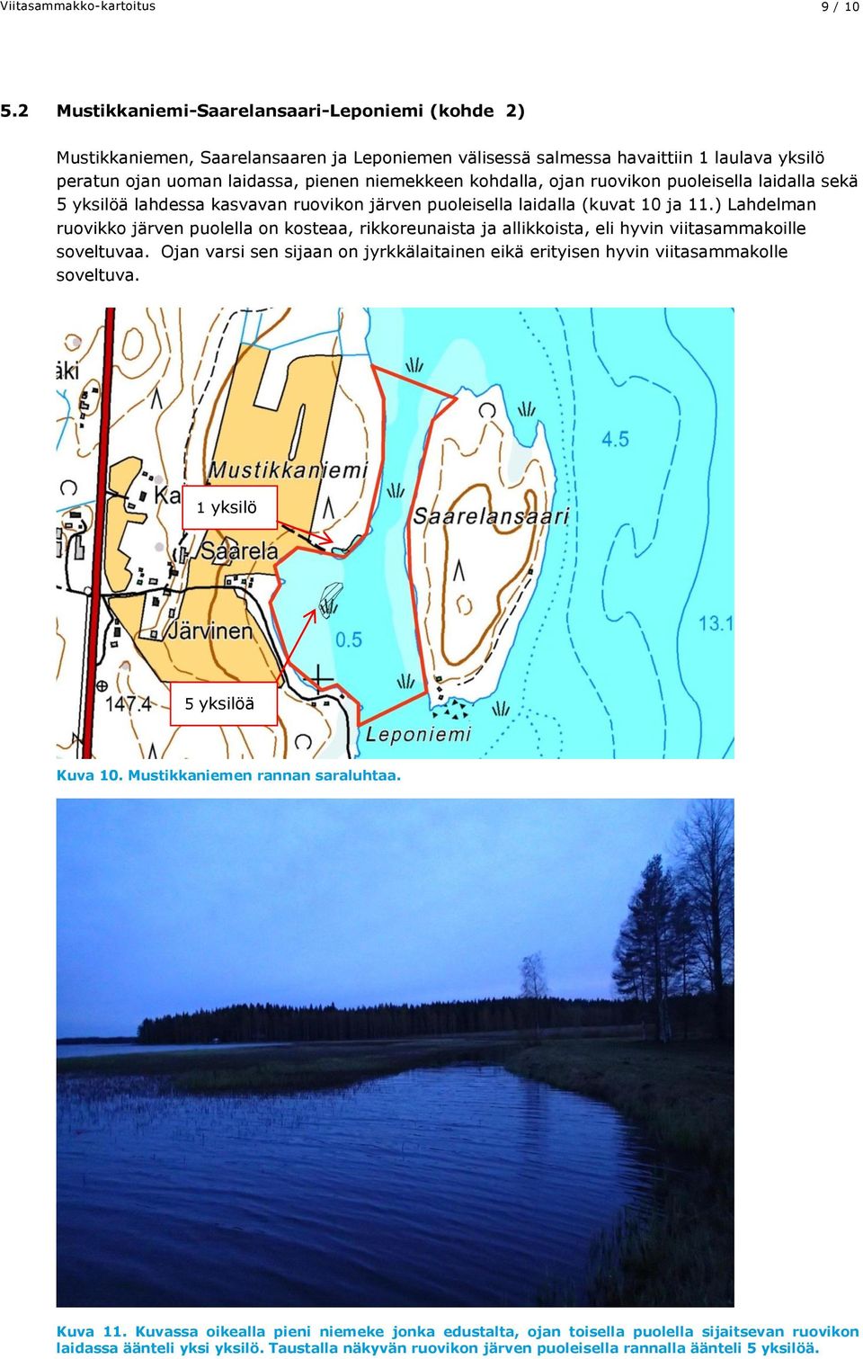 ojan ruovikon puoleisella laidalla sekä 5 yksilöä lahdessa kasvavan ruovikon järven puoleisella laidalla (kuvat 10 ja 11.