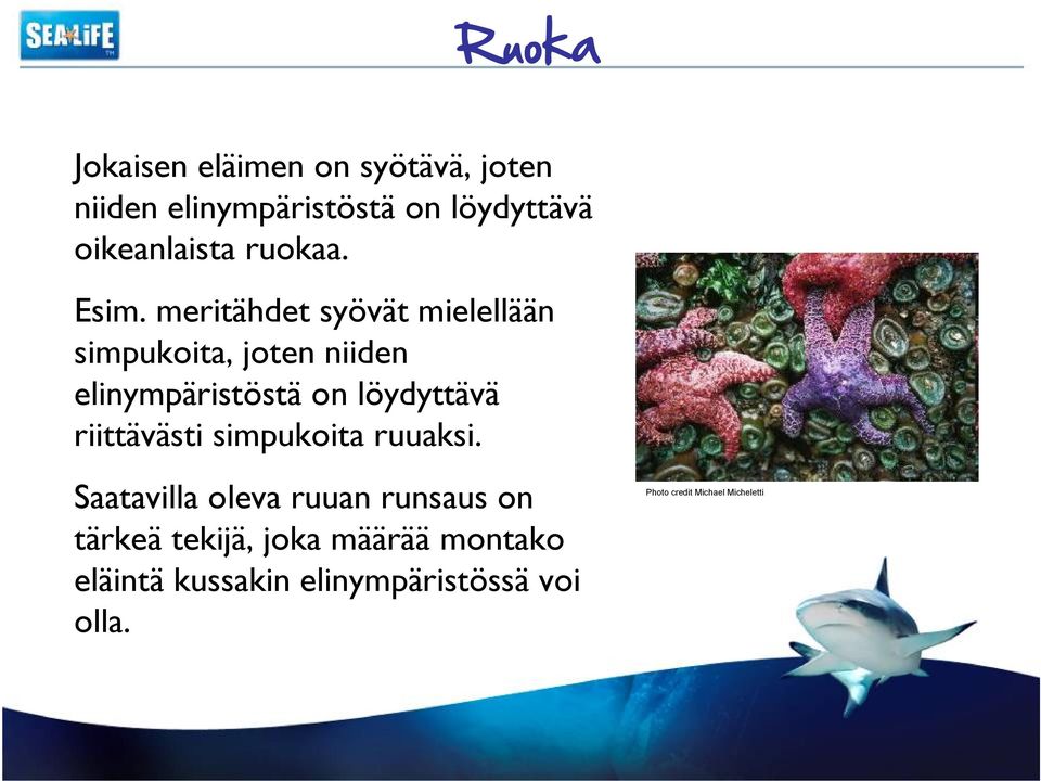 meritähdet syövät mielellään simpukoita, joten niiden elinympäristöstä on löydyttävä