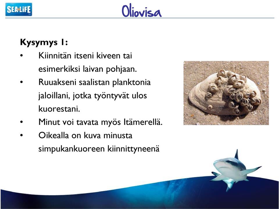 Ruuakseni saalistan planktonia jaloillani, jotka työntyvät