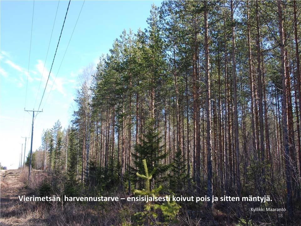 ensisijaisesti koivut