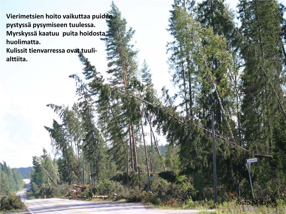 Myrskyssä kaatuu puita hoidosta