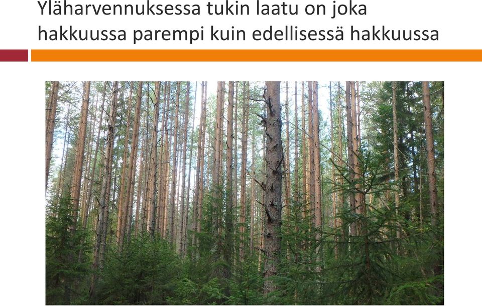 hakkuussa parempi