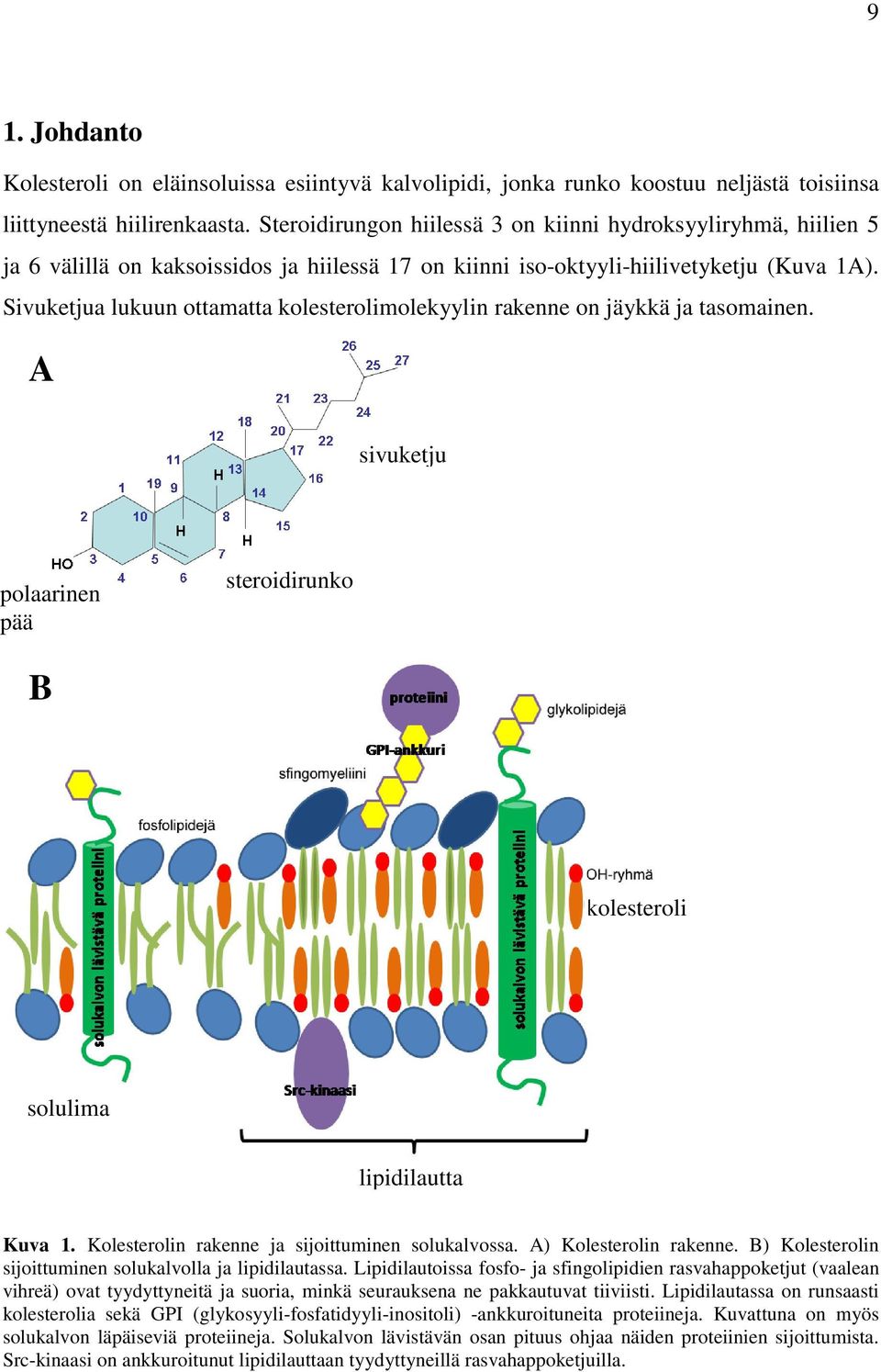 Sivuketjua lukuun ottamatta kolesterolimolekyylin rakenne on jäykkä ja tasomainen. A sivuketju polaarinen pää steroidirunko B kolesteroli solulima lipidilautta Kuva 1.
