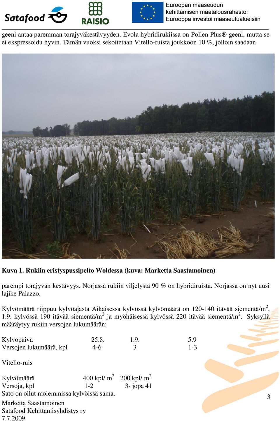 Norjassa rukiin viljelystä 90 % on hybridiruista. Norjassa on nyt uusi lajike Palazzo. Kylvömäärä riippuu kylvöajasta Aikaisessa kylvössä kylvömäärä on 120-140 itävää siementä/m 2, 1.9. kylvössä 190 itävää siementä/m 2 ja myöhäisessä kylvössä 220 itävää siementä/m 2.