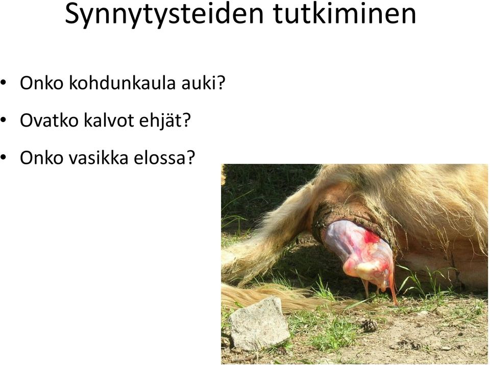 kohdunkaula auki?