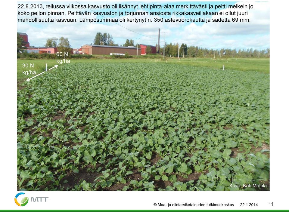 Peittävän kasvuston ja torjunnan ansiosta rikkakasveillakaan ei ollut juuri mahdollisuutta