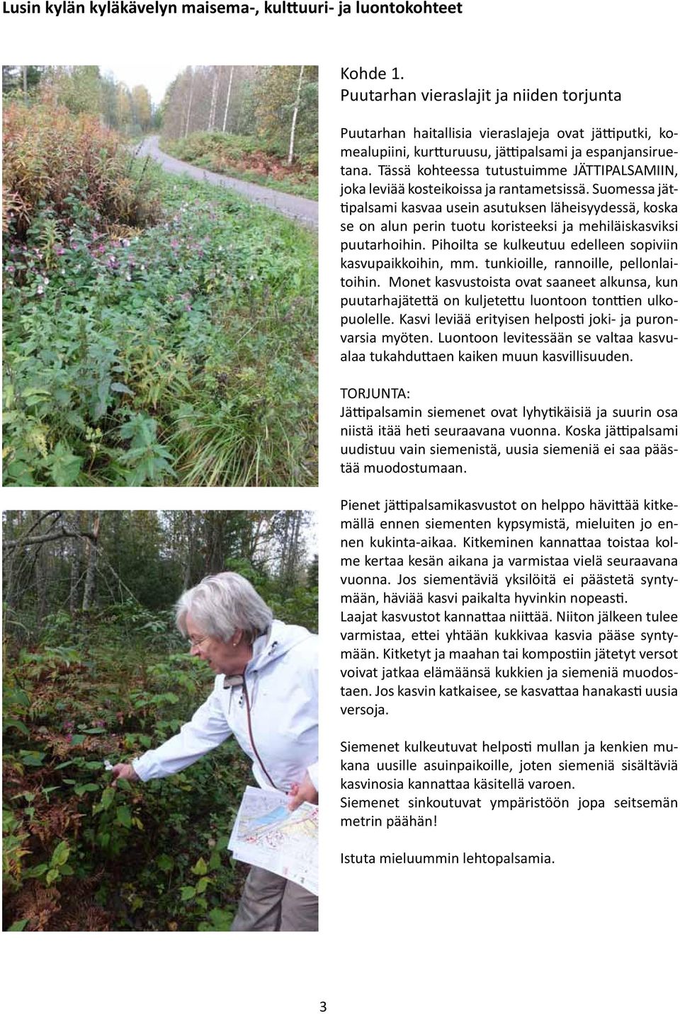 Tässä kohteessa tutustuimme JÄTTIPALSAMIIN, joka leviää kosteikoissa ja rantametsissä.