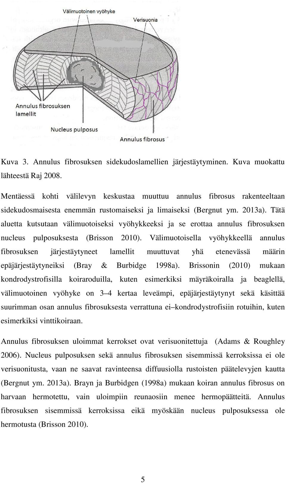 Tätä aluetta kutsutaan välimuotoiseksi vyöhykkeeksi ja se erottaa annulus fibrosuksen nucleus pulposuksesta (Brisson 2010).