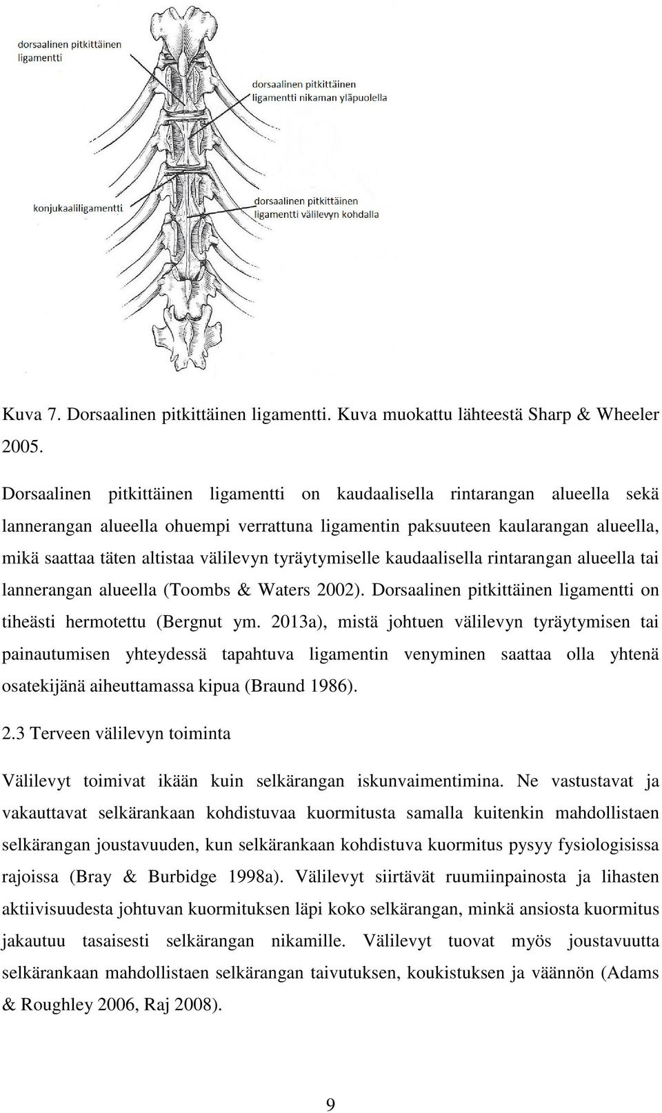 välilevyn tyräytymiselle kaudaalisella rintarangan alueella tai lannerangan alueella (Toombs & Waters 2002). Dorsaalinen pitkittäinen ligamentti on tiheästi hermotettu (Bergnut ym.