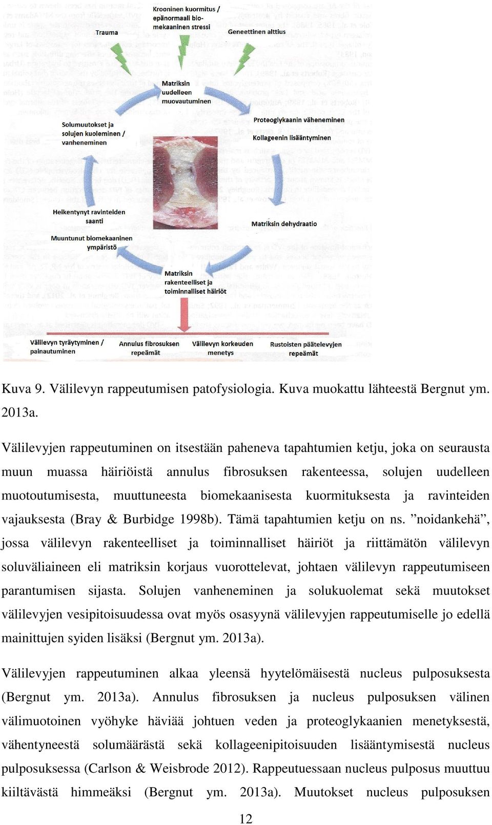 biomekaanisesta kuormituksesta ja ravinteiden vajauksesta (Bray & Burbidge 1998b). Tämä tapahtumien ketju on ns.