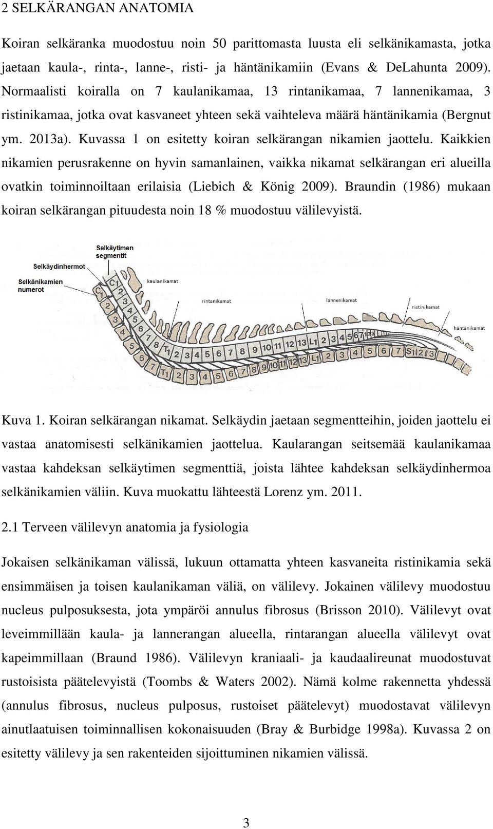 Kuvassa 1 on esitetty koiran selkärangan nikamien jaottelu.