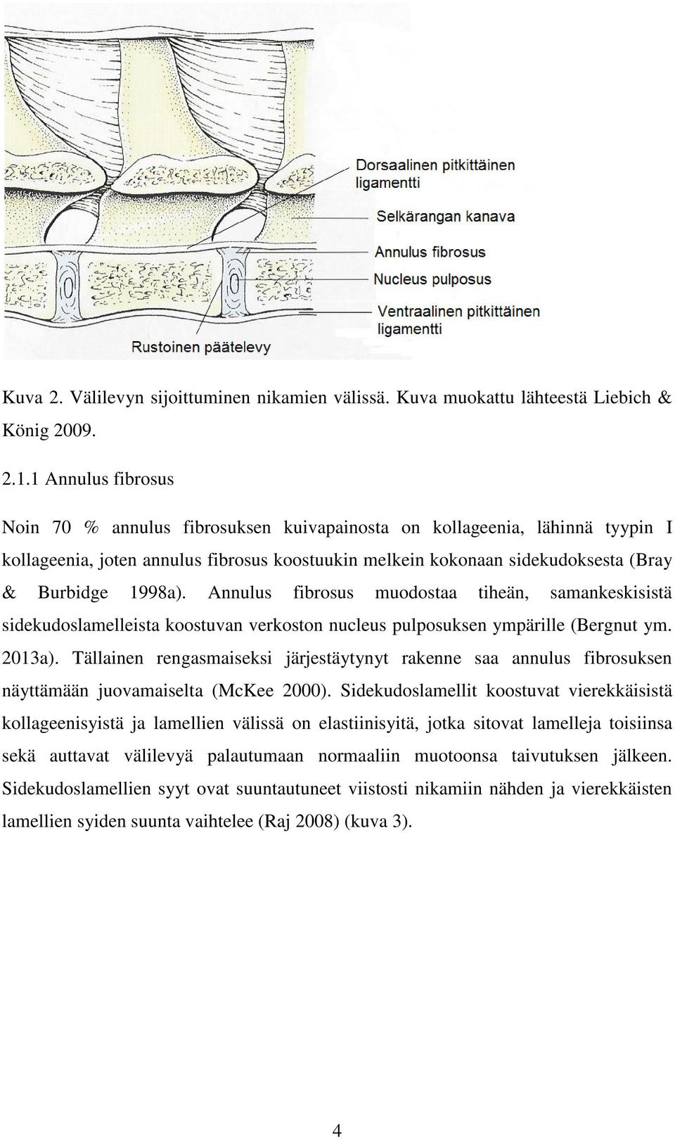 Annulus fibrosus muodostaa tiheän, samankeskisistä sidekudoslamelleista koostuvan verkoston nucleus pulposuksen ympärille (Bergnut ym. 2013a).