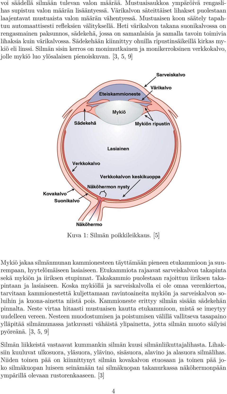 Heti värikalvon takana suonikalvossa on rengasmainen paksunnos, sädekehä, jossa on samanlaisia ja samalla tavoin toimivia lihaksia kuin värikalvossa.