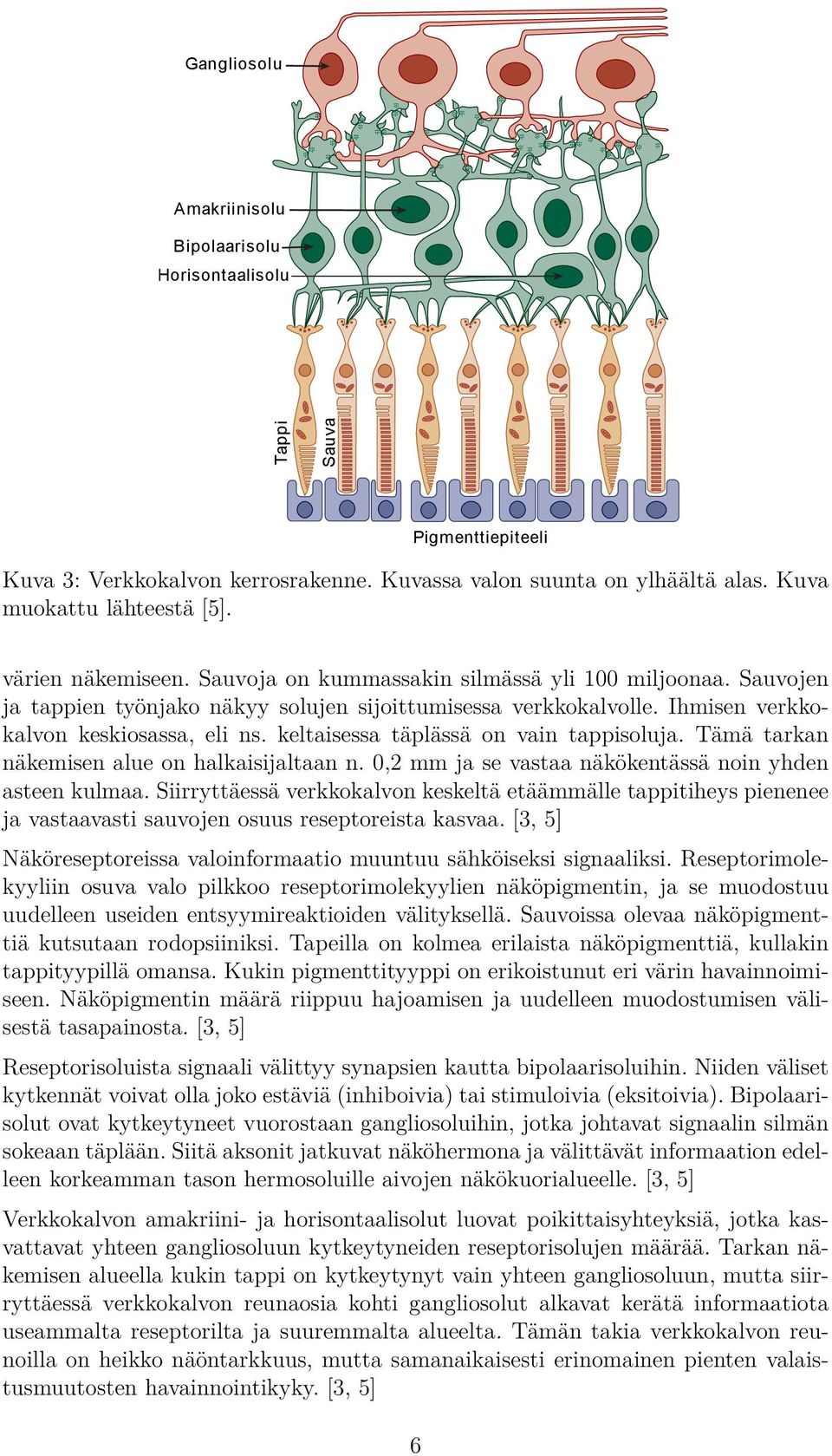 keltaisessa täplässä on vain tappisoluja. Tämä tarkan näkemisen alue on halkaisijaltaan n. 0,2 mm ja se vastaa näkökentässä noin yhden asteen kulmaa.