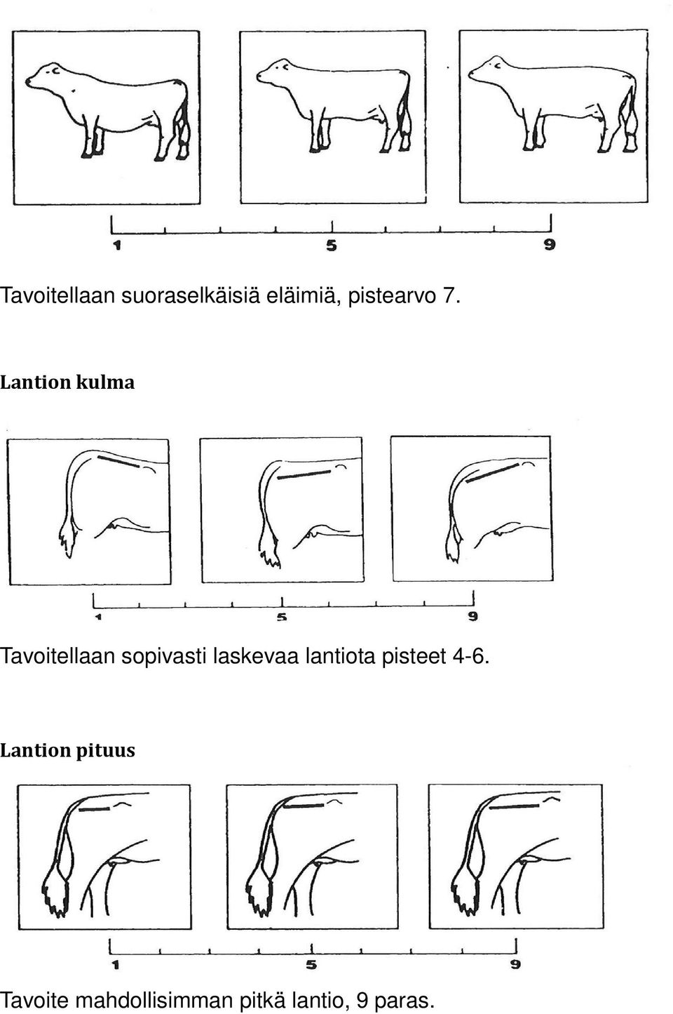 Lantion kulma Tavoitellaan sopivasti