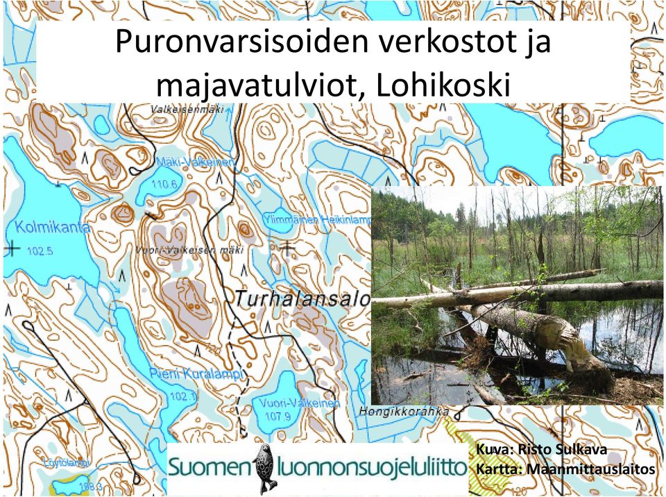 majavatulviot, Lohikoski