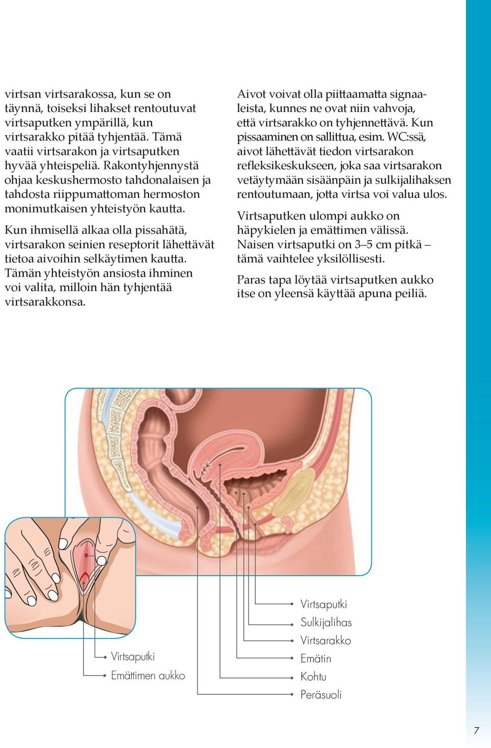 Kun ihmisellä alkaa olla pissahätä, virtsarakon seinien reseptorit lähettävät tietoa aivoihin selkäytimen kautta. Tämän yhteistyön ansiosta ihminen voi valita, milloin hän tyhjentää virtsarakkonsa.