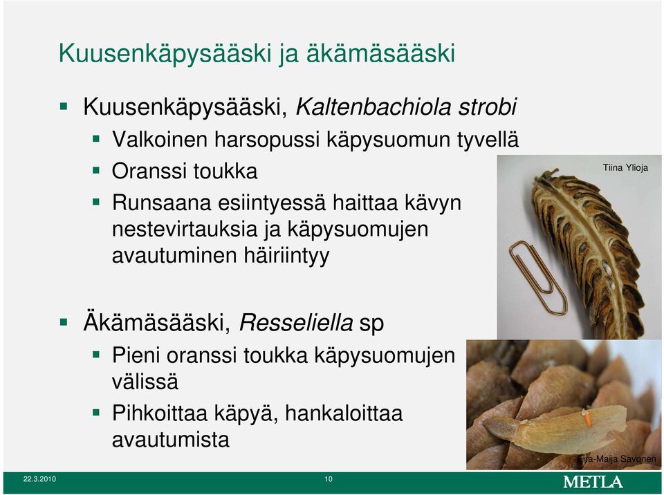 käpysuomujen avautuminen häiriintyyii Tiina Ylioja Äkämäsääski, Resseliella sp Pieni oranssi