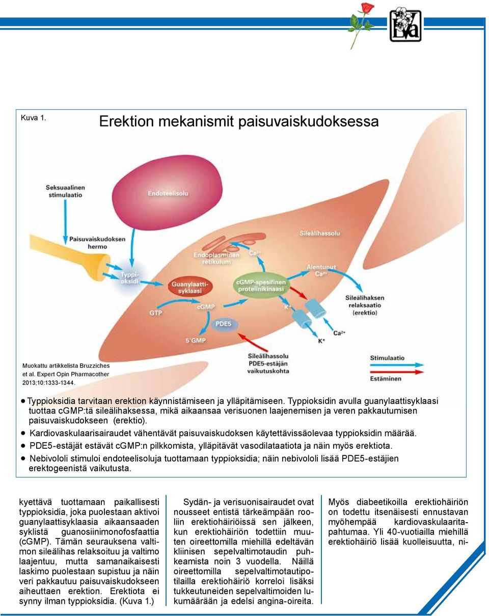 Kardiovaskulaarisairaudet vähentävät paisuvaiskudoksen käytettävissäolevaa typpioksidin määrää. PDE5-estäjät estävät cgmp:n pilkkomista, ylläpitävät vasodilataatiota ja näin myös erektiota.