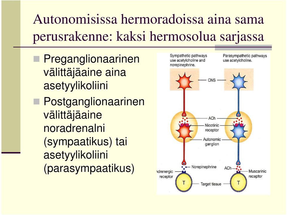 asetyylikoliini Postganglionaarinen välittäjäaine