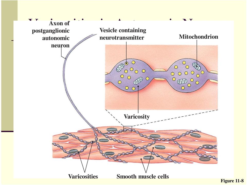 containing neurotransmitter Mitochondrion