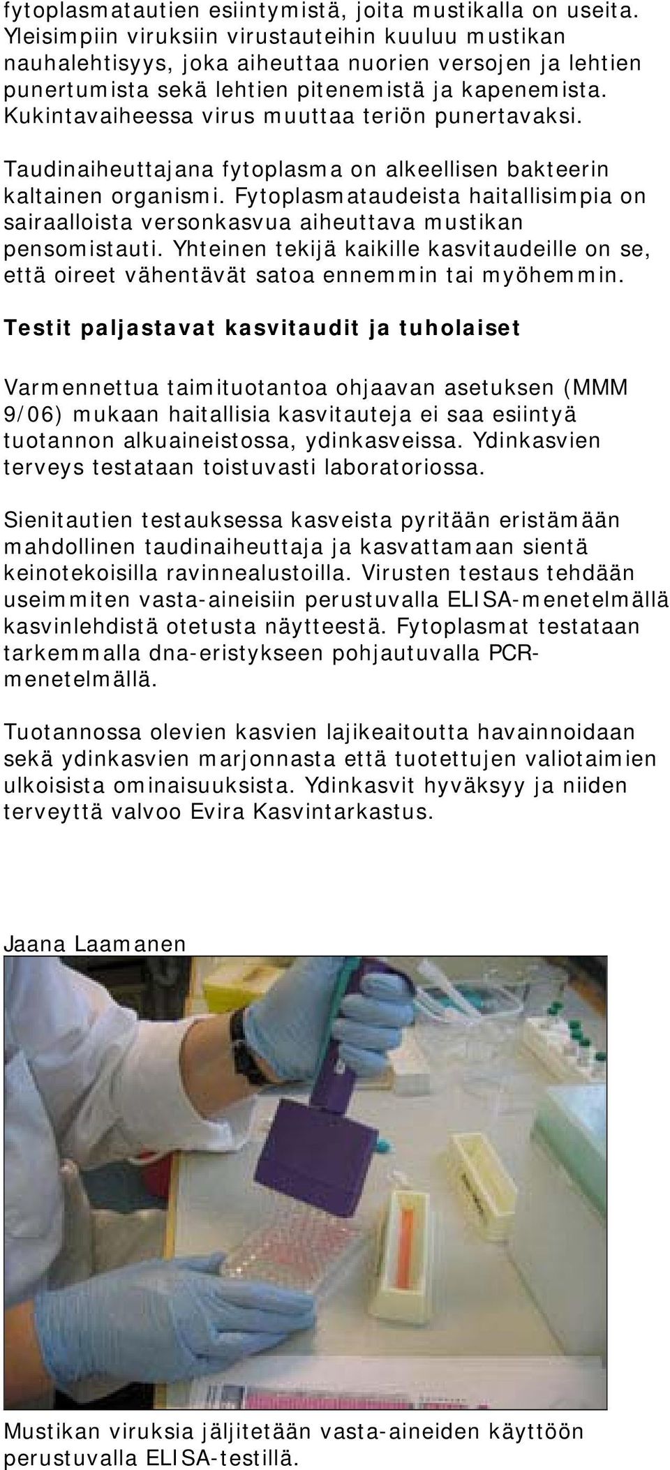 Kukintavaiheessa virus muuttaa teriön punertavaksi. Taudinaiheuttajana fytoplasma on alkeellisen bakteerin kaltainen organismi.