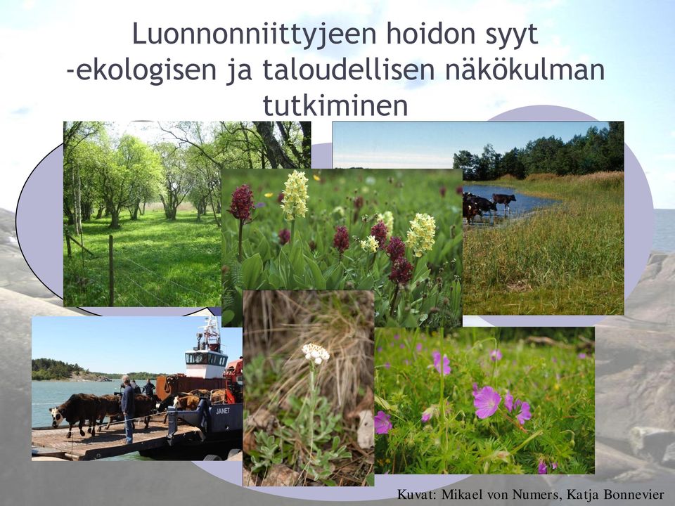 niittyliha Luonnon monimuotoisuuden turvaaminen Esteettiset syyt, kiinnostavampi