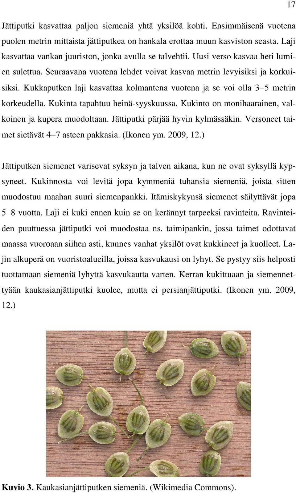 Kukkaputken laji kasvattaa kolmantena vuotena ja se voi olla 3 5 metrin korkeudella. Kukinta tapahtuu heinä-syyskuussa. Kukinto on monihaarainen, valkoinen ja kupera muodoltaan.