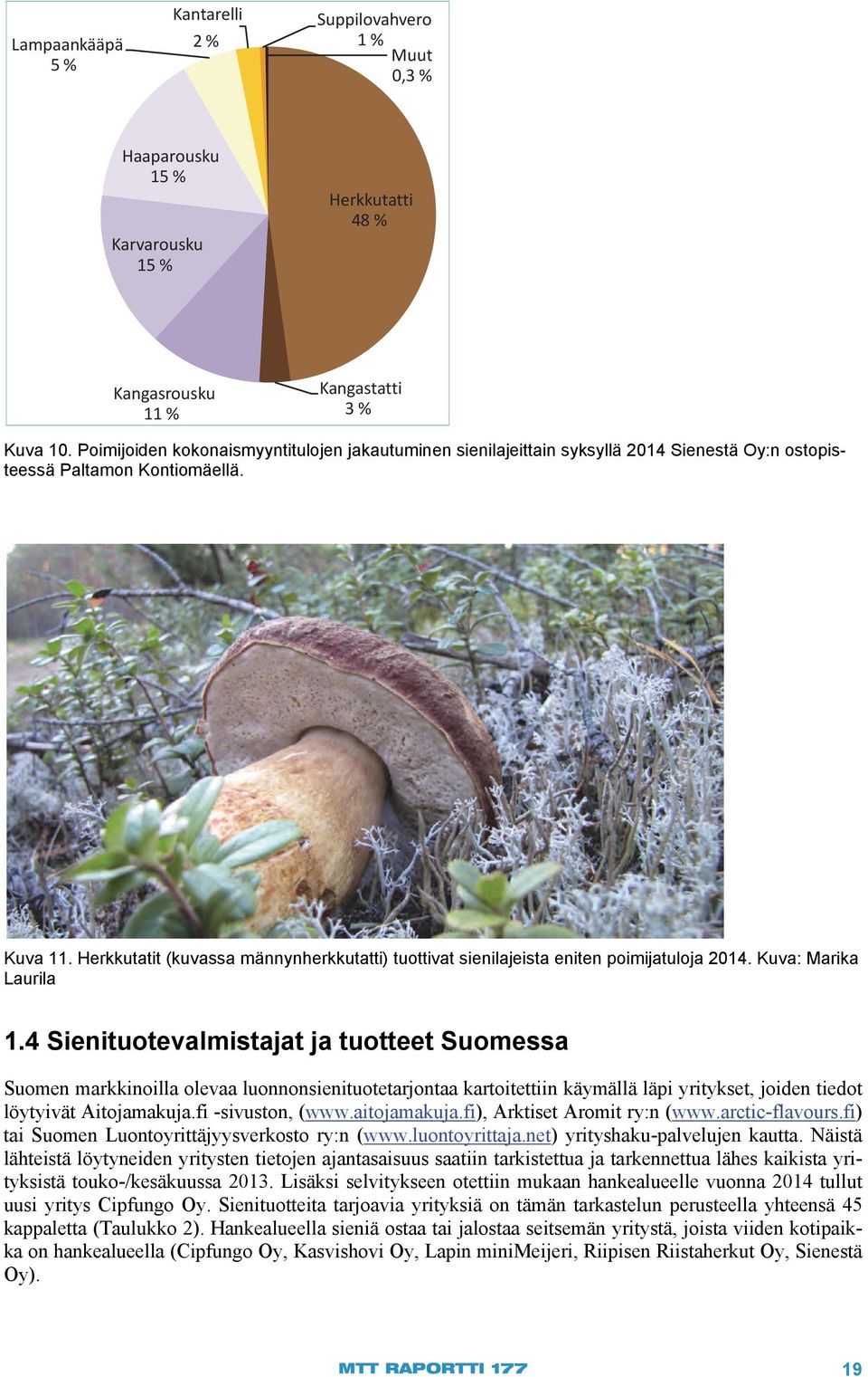 Herkkutatit (kuvassa männynherkkutatti) tuottivat sienilajeista eniten poimijatuloja 2014. Kuva: Marika Laurila 1.