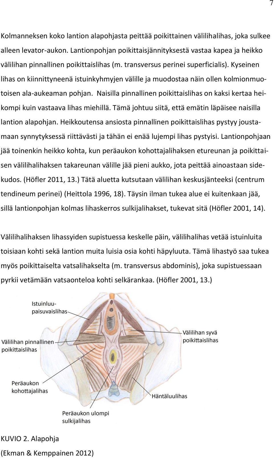 Kyseinen lihas on kiinnittyneenä istuinkyhmyjen välille ja muodostaa näin ollen kolmionmuotoisen ala-aukeaman pohjan.