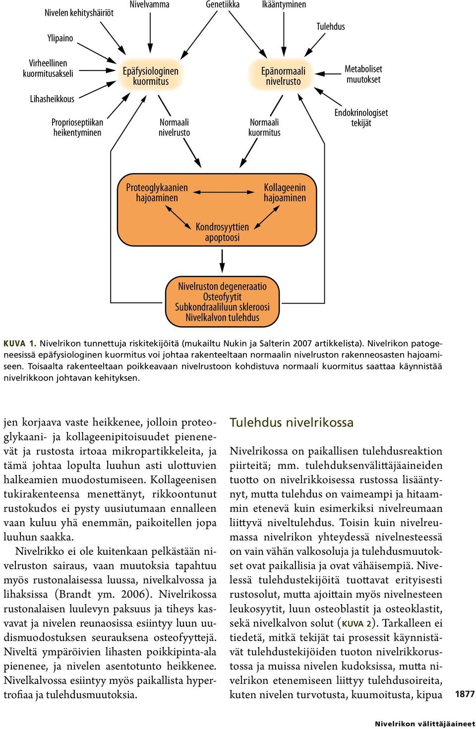 Osteofyytit Subkondraaliluun skleroosi Nivelkalvon tulehdus Kuva 1. Nivelrikon tunnettuja riskitekijöitä (mukailtu Nukin ja Salterin 2007 artikkelista).