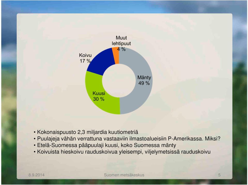 Etelä-Suomessa pääpuulaji kuusi, koko Suomessa mänty Koivuista