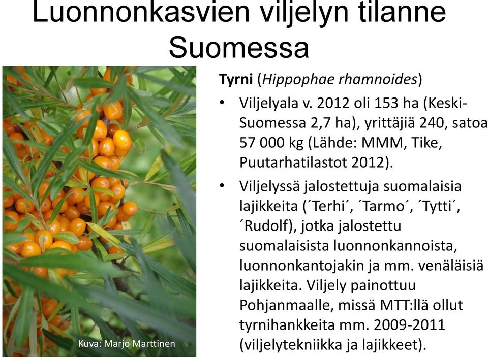Viljelyssä jalostettuja suomalaisia lajikkeita ( Terhi, Tarmo, Tytti, Rudolf), jotka jalostettu suomalaisista luonnonkannoista,
