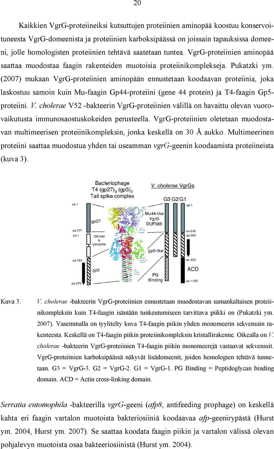 (2007) mukaan VgrG-proteiinien aminopään ennustetaan koodaavan proteiinia, joka laskostuu samoin kuin Mu-faagin Gp44-proteiini (gene 44 protein) ja T4-faagin Gp5- proteiini. V. cholerae V52 -bakteerin VgrG-proteiinien välillä on havaittu olevan vuorovaikutusta immunosaostuskokeiden perusteella.