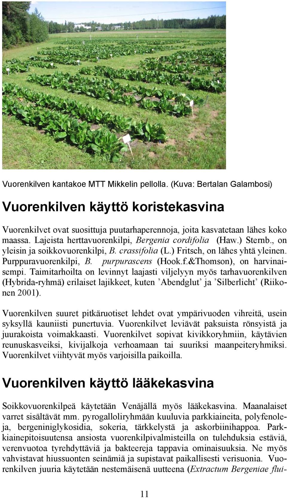 Taimitarhoilta on levinnyt laajasti viljelyyn myös tarhavuorenkilven (Hybrida-ryhmä) erilaiset lajikkeet, kuten Abendglut ja Silberlicht (Riikonen 2001).