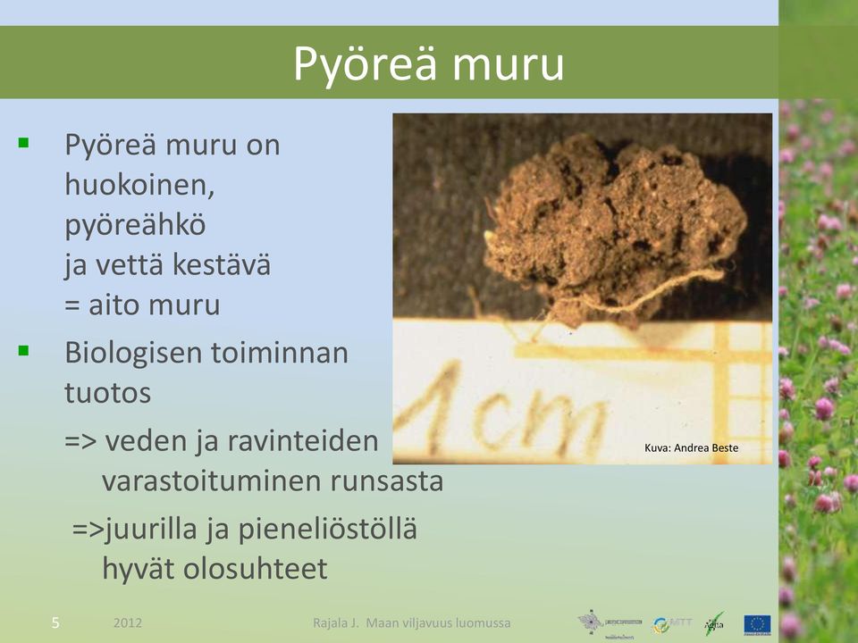 ravinteiden varastoituminen runsasta =>juurilla ja