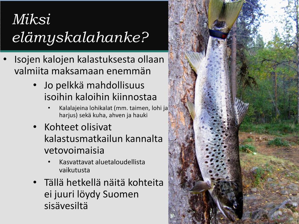 kaloihin kiinnostaa Kalalajeina lohikalat (mm.