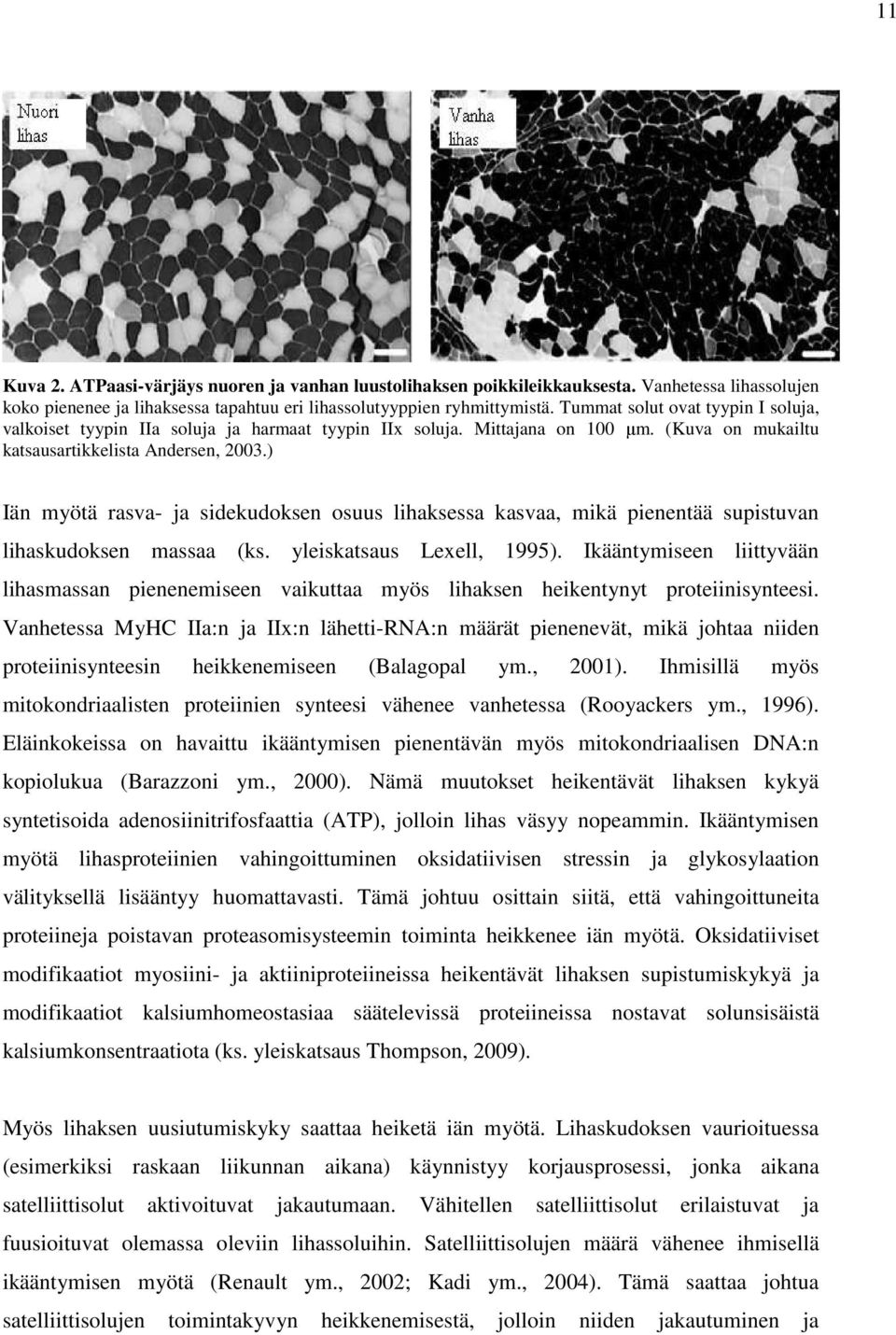 ) Iän myötä rasva- ja sidekudoksen osuus lihaksessa kasvaa, mikä pienentää supistuvan lihaskudoksen massaa (ks. yleiskatsaus Lexell, 1995).