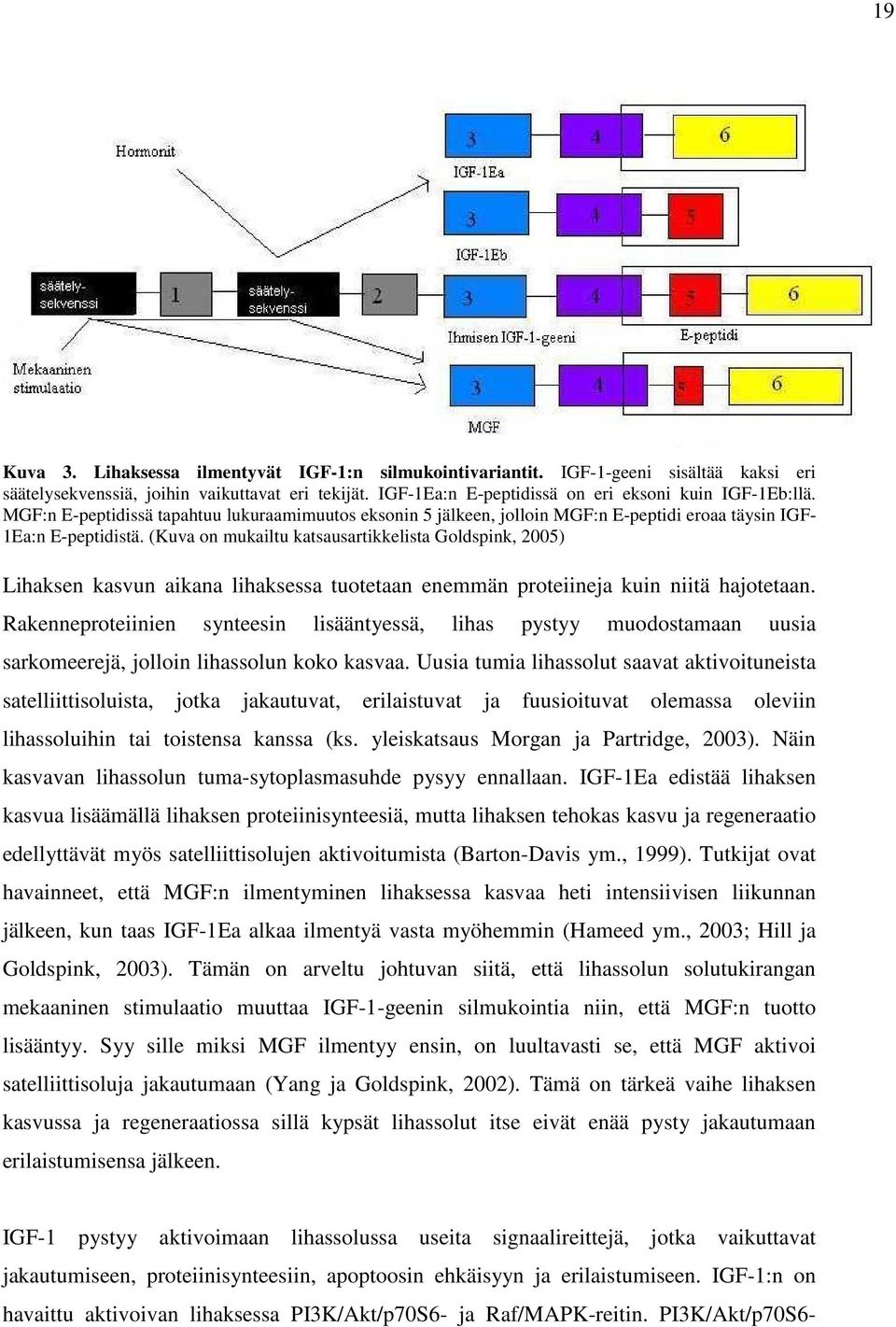 (Kuva on mukailtu katsausartikkelista Goldspink, 2005) Lihaksen kasvun aikana lihaksessa tuotetaan enemmän proteiineja kuin niitä hajotetaan.