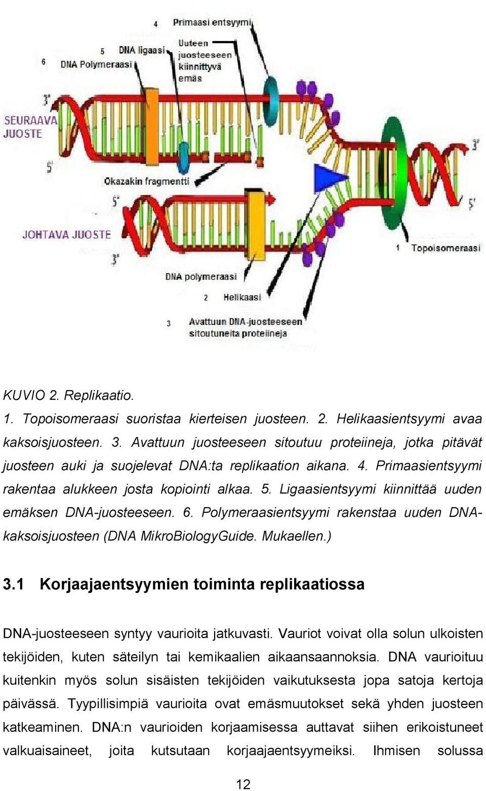 Ligaasientsyymi kiinnittää uuden emäksen DNA-juosteeseen. 6. Polymeraasientsyymi rakenstaa uuden DNAkaksoisjuosteen (DNA MikroBiologyGuide. Mukaellen.) 3.