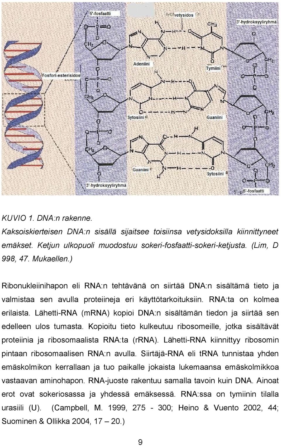Lähetti-RNA (mrna) kopioi DNA:n sisältämän tiedon ja siirtää sen edelleen ulos tumasta. Kopioitu tieto kulkeutuu ribosomeille, jotka sisältävät proteiinia ja ribosomaalista RNA:ta (rrna).