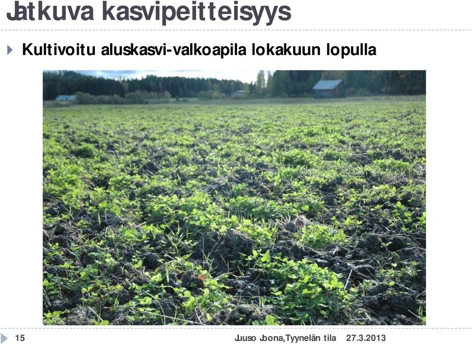 aluskasvi-valkoapila